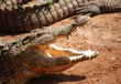tête de crocodile