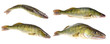pikeperch