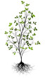 Jeune arbre et racines - green tree with roots