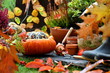 Garten im Herbst