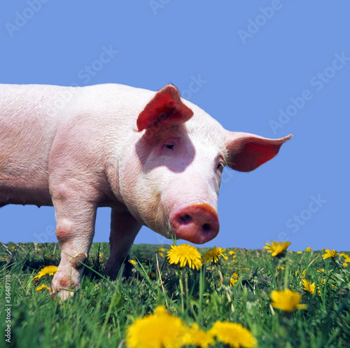 Foto: Schwein_116617 Schwein_116617