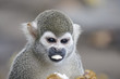 Singes Saimiris de Guyane