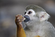 Singes Saimiris de Guyane