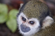 Singes Saimiris de Guyane