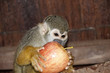 Singes Saimiris de Guyane
