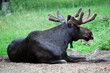 Łoś