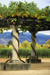 Vineyard Napa in California.
