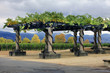 Vineyard Napa in California.