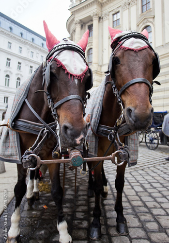 Photo: Horses in Vienna. Horses in Vienna.