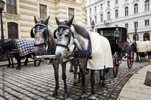 Photo: Horses in Vienna. Horses in Vienna.