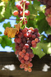 Grapes on vine sunny day