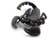 scorpion ahead