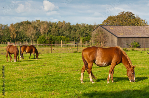Photo: Grazing horses and an old barn Grazing horses and an old barn