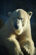 Photo: Polar bear Polar bear