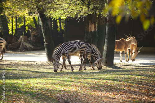 Photo: two zebras two zebras