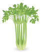 Bunch of celery illustration