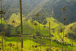 Vax palm trees of Cocora Valley, colombia