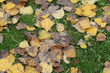 automne 4