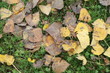 automne 6