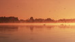 Video: Pair of swans floating on the morning sunrise Pair of swans floating on the morning sunrise