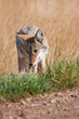 Roadside Coyote
