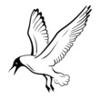 seagull