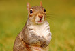 Eichhörnchen - squirrel
