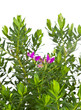 Polygala