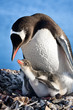 Foto: penguins nest penguins nest