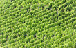 wineyard
