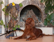 Gun dog with trophies Gun dog with trophies