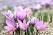Saffron flowers on the field