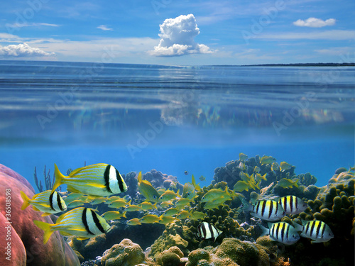 Foto: Cloud and fish Cloud and fish