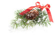Snowy Fir Branch Snowy Fir Branch