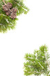 Pine Cone Border Pine Cone Border