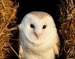 Barn Owl
