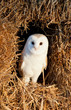 Barn Owl