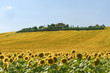 Marches (Italy) - Landscape at summer with sunflowers, farm Marches (Italy) - Landscape at summer with sunflowers, farm