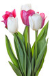 Tulips flowers on white background Tulips flowers on white background