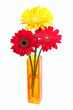 Daisy flower in yellow vase isolated on white Daisy flower in yellow vase isolated on white