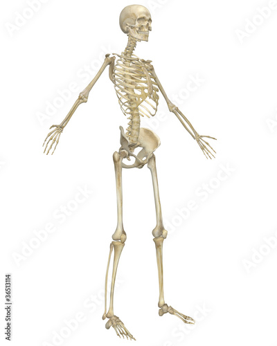 Illustration: Human Skeleton Anatomy Angled Front View Human Skeleton Anatomy Angled Front View