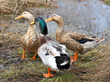 Three beautiful ducks on the lake Three beautiful ducks on the lake