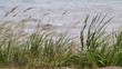 Reeds on a Lakeshore. Reeds on a Lakeshore.