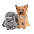 cat and dog