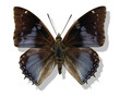 blue butterfly