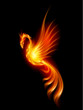 Burning phoenix