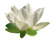 Fleur lotus