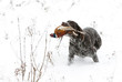 hunting dog with a catch hunting dog with a catch