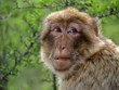 Macaque de Barbarie