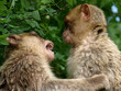 Macaque de Barbarie